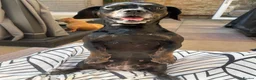 Mixed Breed dogs for sale: 8 Puppies for sale!  - Advert 2