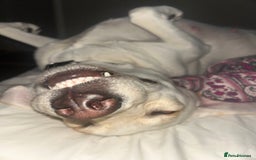Labrador Retriever dogs for sale: 🐾🥰 Only 4 beautiful boys left  - Image 4