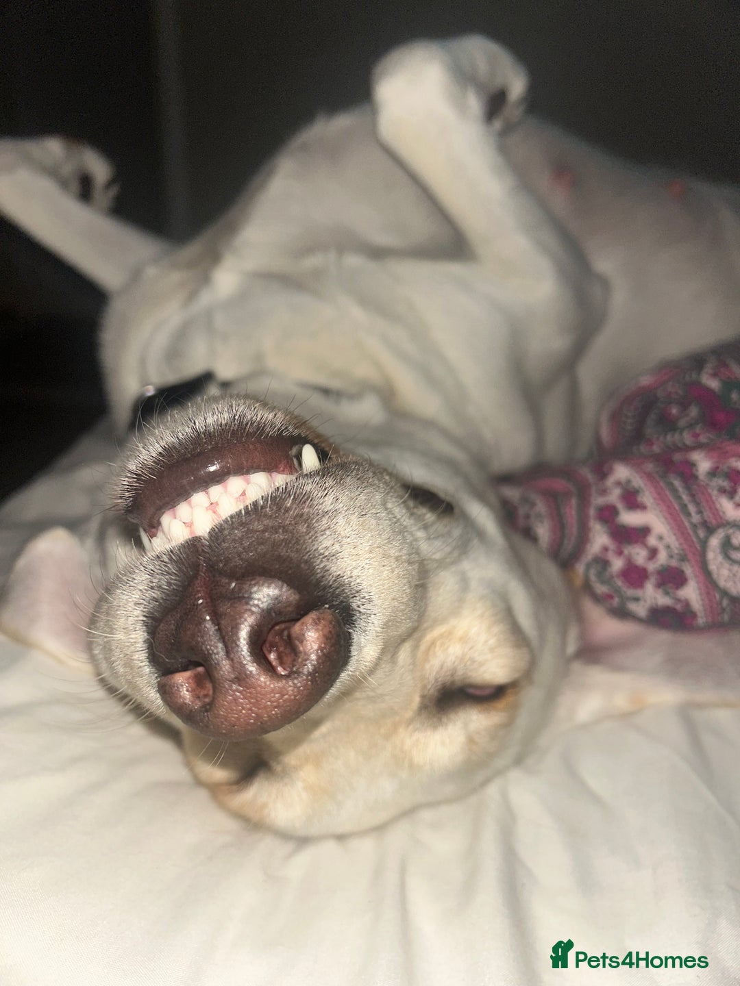 Labrador Retriever dogs for sale: 🐾🥰 Only 4 beautiful boys left  - Image 4