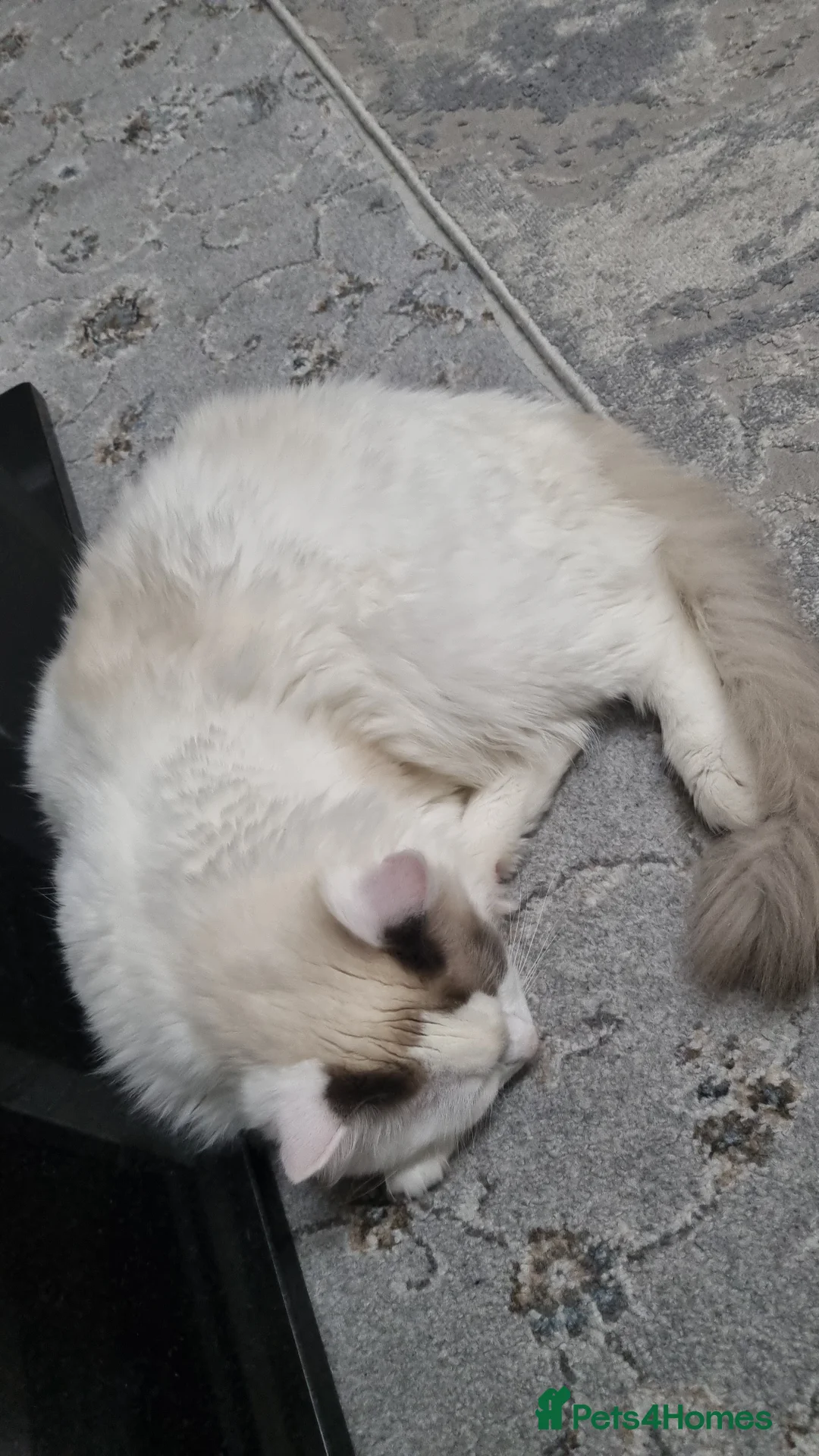 Ragdoll cats for sale: Boy kitten - Advert 2