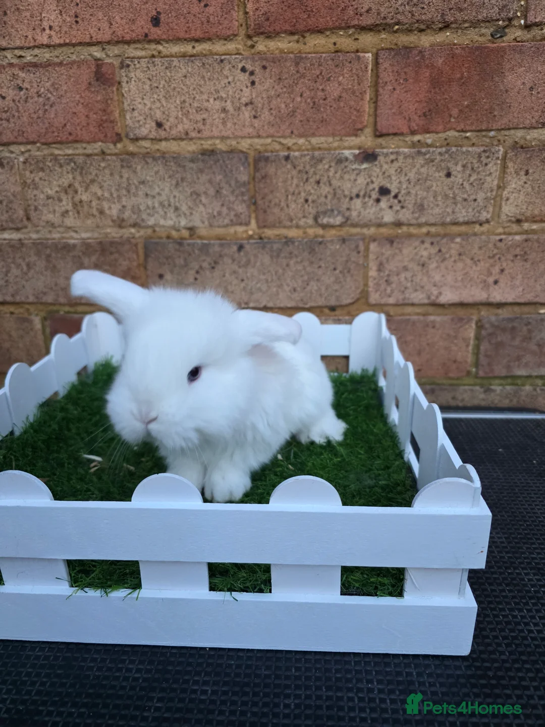 French Lop rabbits for sale: Pure bred French lops - Advert 5