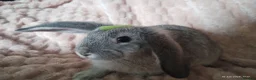 Mixed Breed rabbits for sale: Beautiful Grey Boy - Advert 9