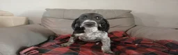 Mixed Breed dogs for sale: KC Basset Hound x KC German Shorthaired Pointer  - Advert 30