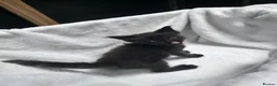 Maine Coon cats for sale: Maine Coon Polydactyl Kittens - Advert 13