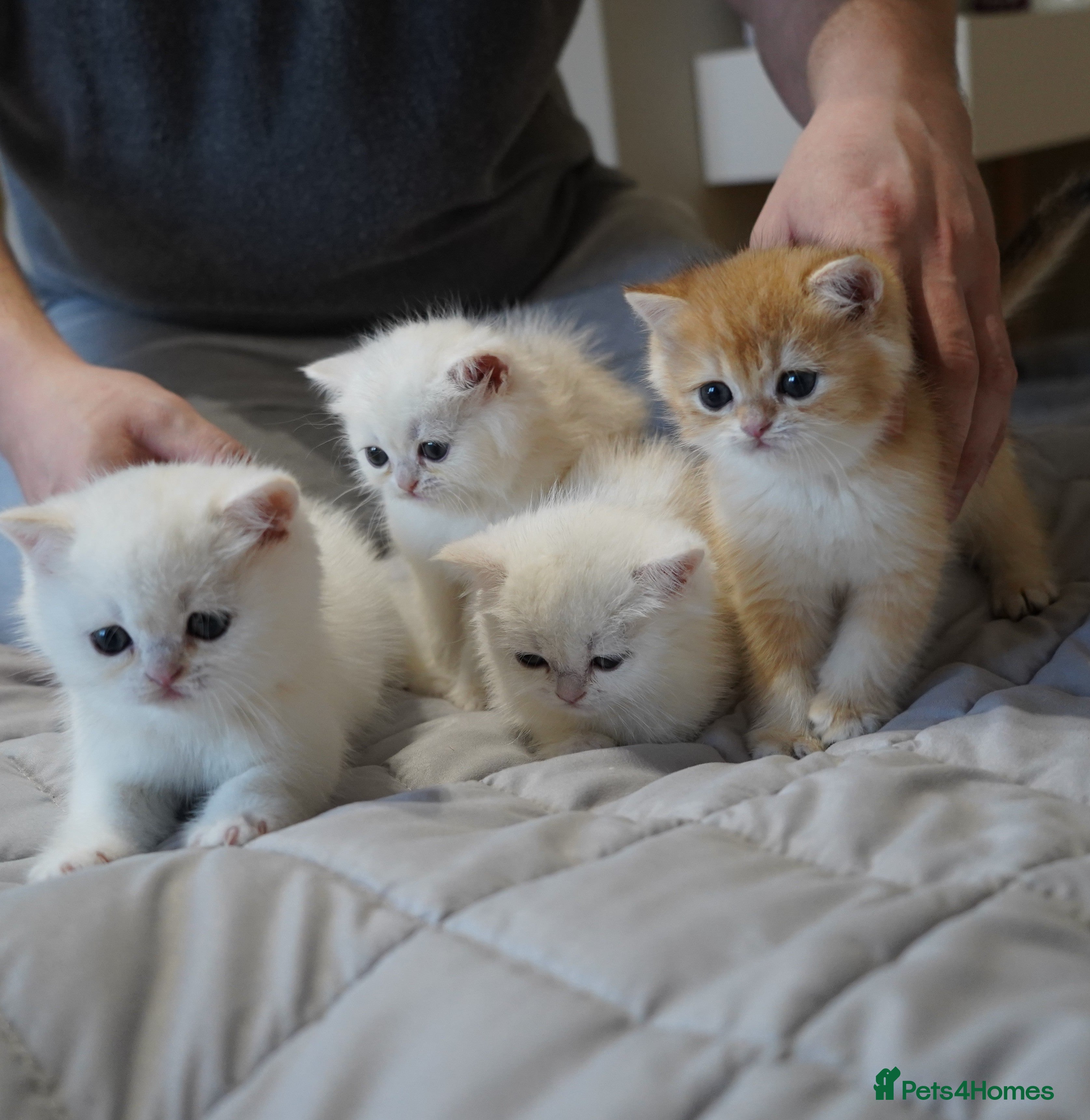 British Shorthair cats British Shorthair Chinchilla - Advert 4