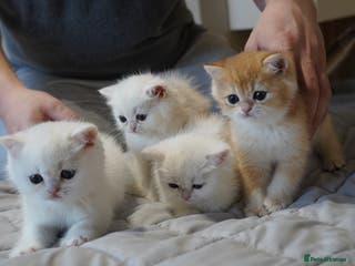 British Shorthair cats British Shorthair Chinchilla - Advert 5