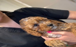 Cavapoo dogs for sale: Cavapoo F1b fully health tested 1 boy left - Image 25