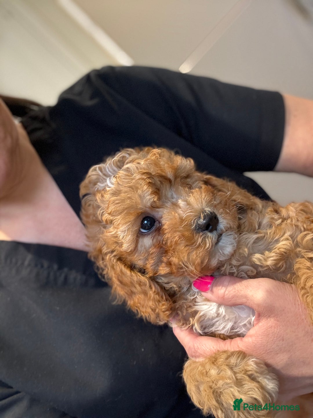 Cavapoo dogs for sale: Cavapoo F1b fully health tested 1 boy left - Image 25