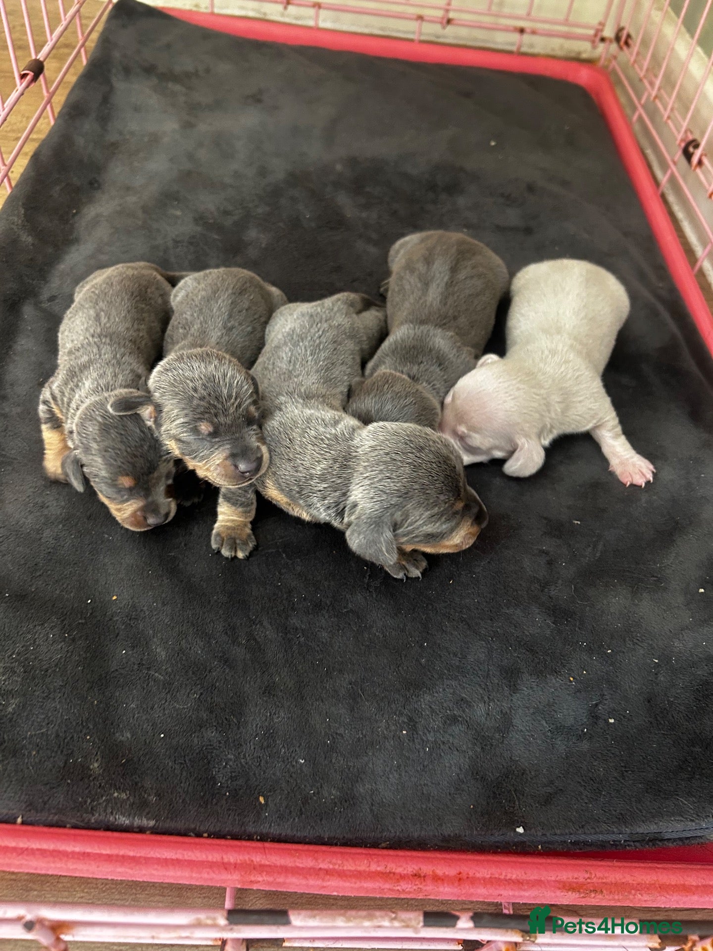 Miniature Dachshund dogs Mini dachshunds Caramel Pink blue and tan  - Advert 4