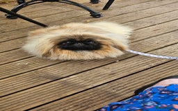 Pekingese dogs for sale: Beautiful girl pekingese. - Image 2