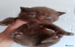 British Shorthair cats for sale: Cinnamon & Chocolate Teddy bear BSH - Image 10