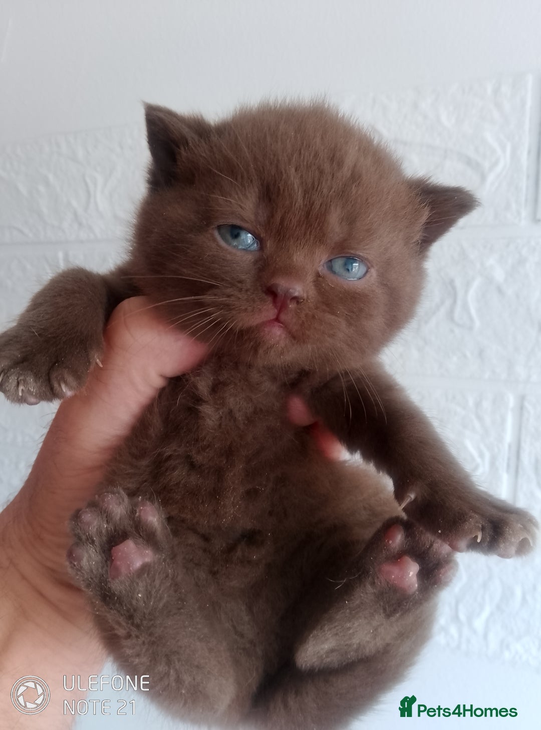 British Shorthair cats for sale: Cinnamon & Chocolate Teddy bear BSH - Image 10