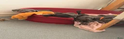 Mixed Breed dogs for sale: Puppies ready to go to forever homes - Advert 2