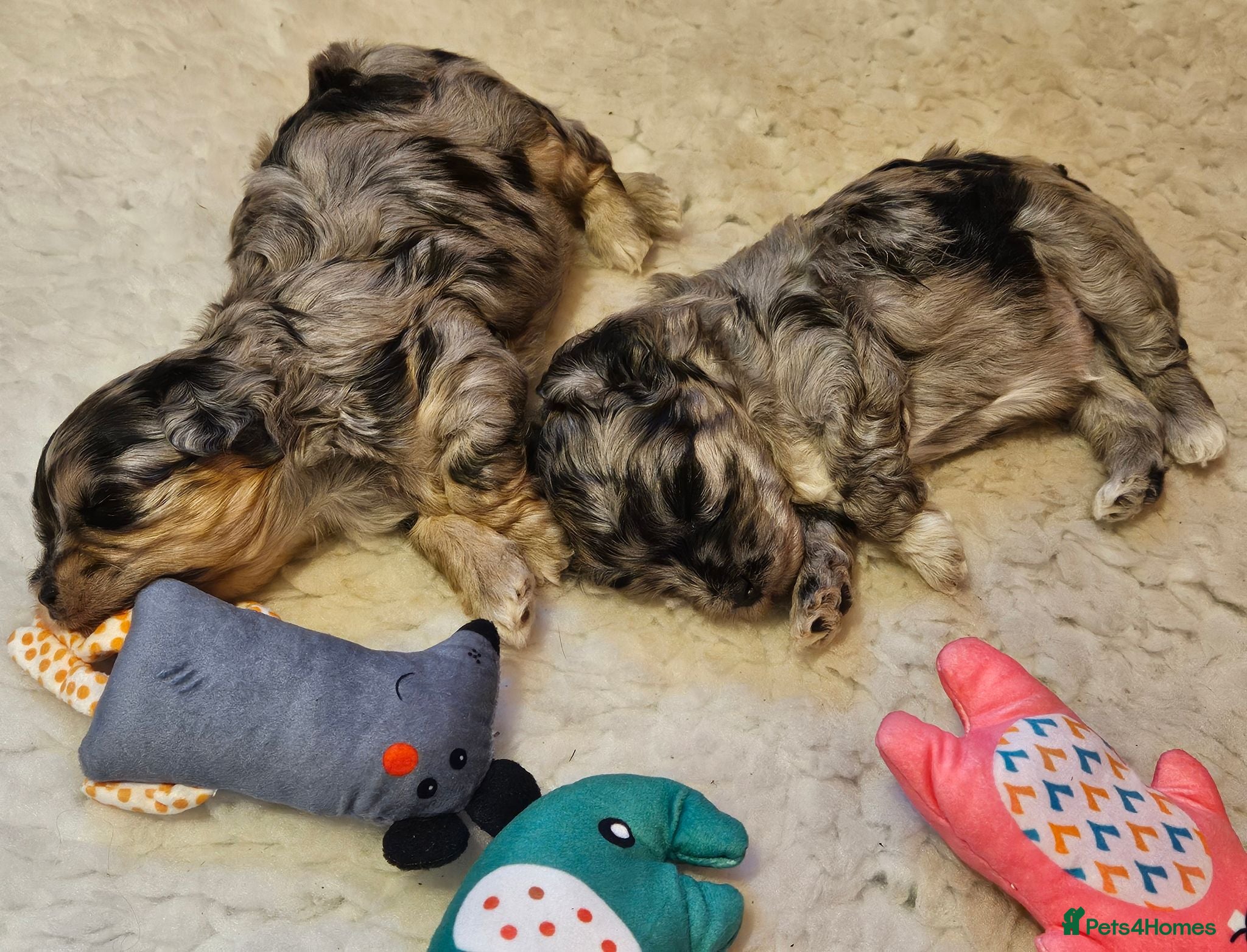 Maltipoo dogs Beautiful Blue Merle Maltipoos - Advert 1