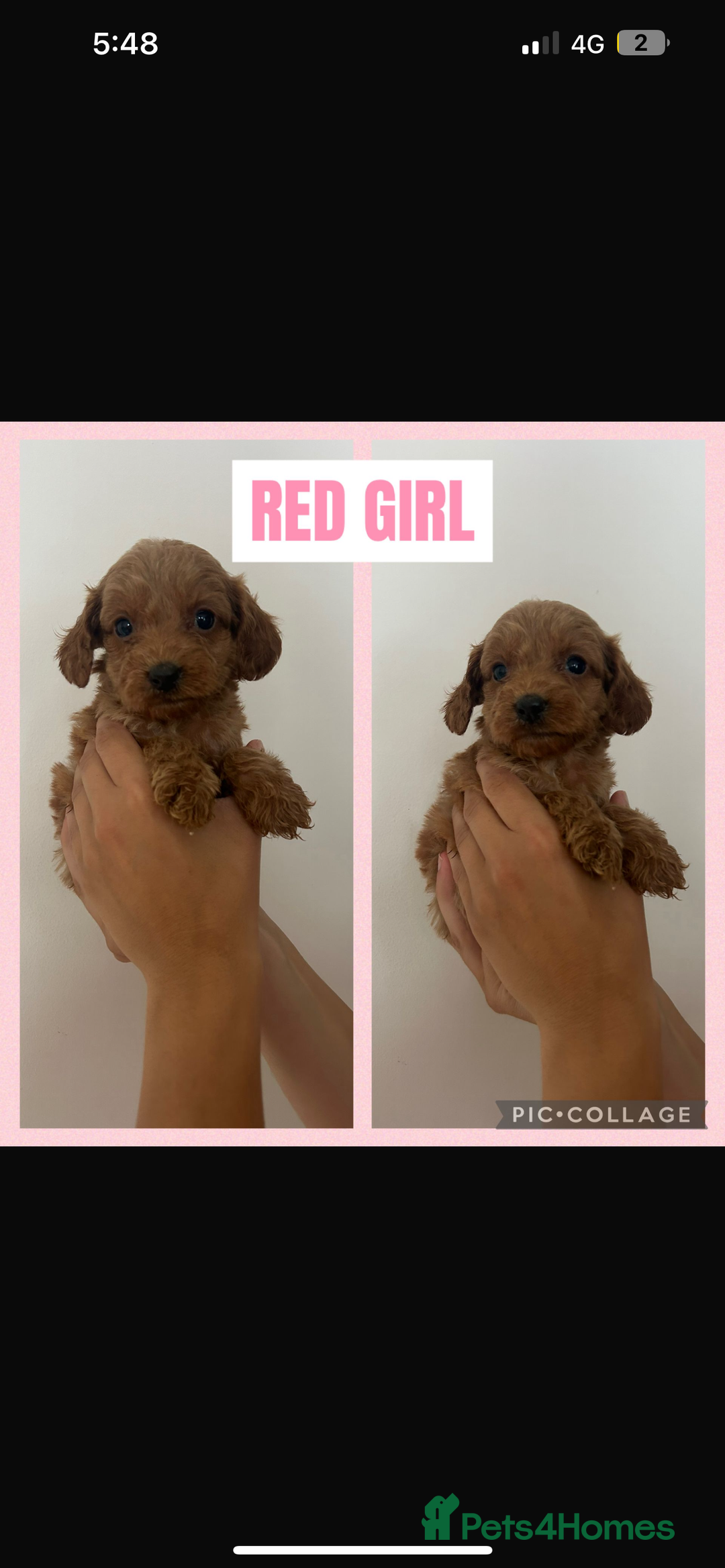 Cockapoo dogs for sale: F1 Merle Cockapoo’s - Image 8