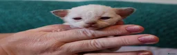 Devon Rex cats for sale: Devon rex kittens FIFE registered/spayed in Rainham - Advert 13