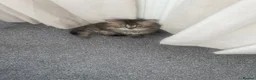 Mixed Breed cats for sale: Adorable Persian-X kittens for sale  - Advert 4