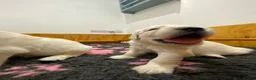 Golden Retriever dogs for sale: Golden Retriever - Advert 9