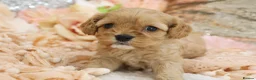 Cavapoo dogs for sale: Health Tested Cavapoos by Licensed Breeder - Advert 23