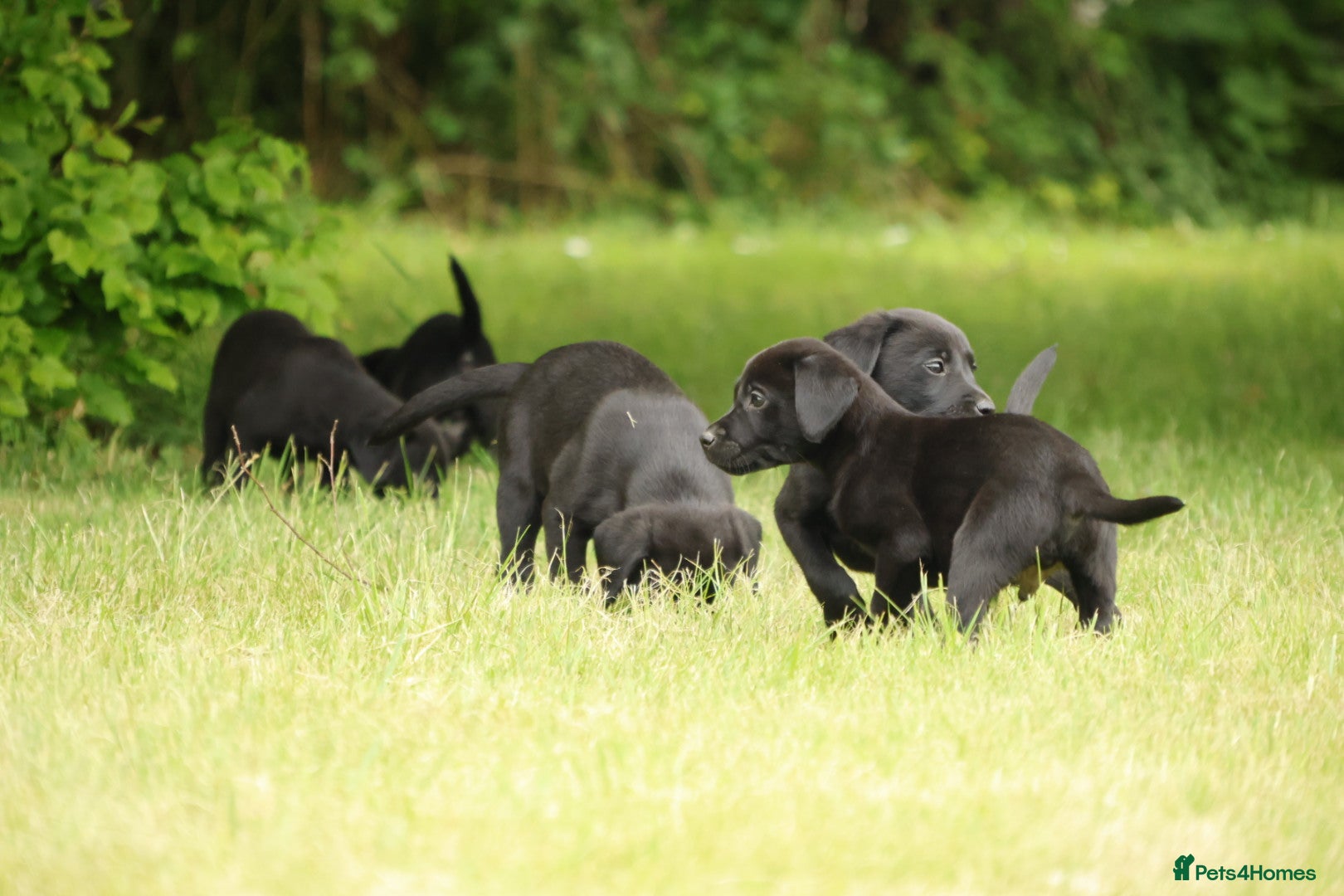 Labrador Retriever dogs Working KC Black Labrador Pups - Advert 1