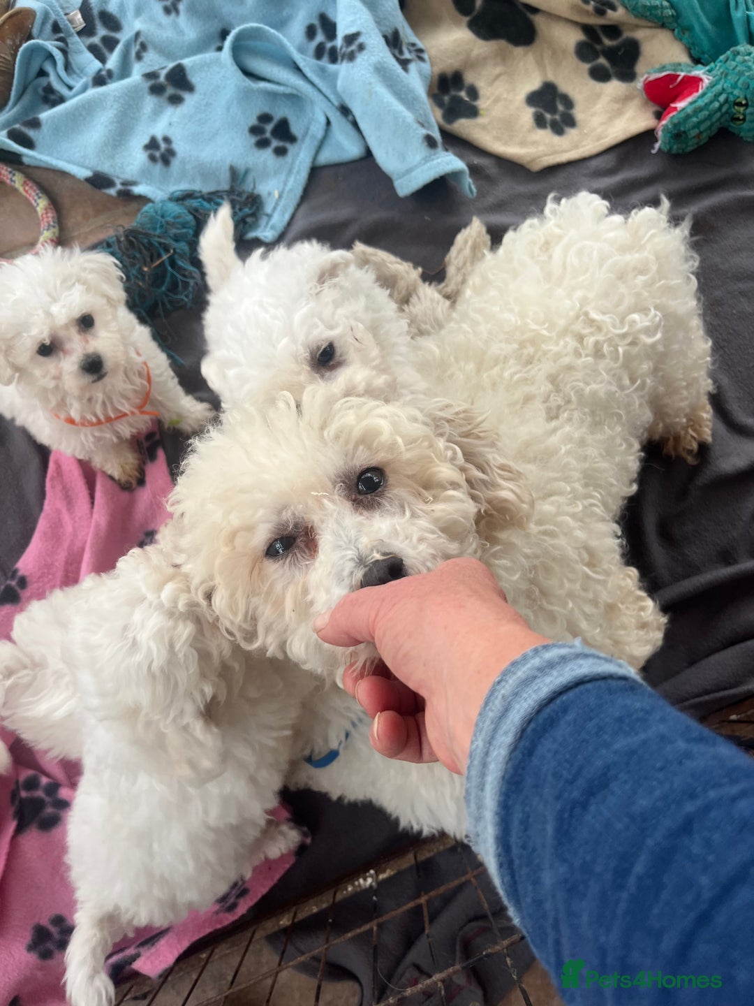 Bichon Frise dogs for sale: Pure bichon frise puppies  - Image 10