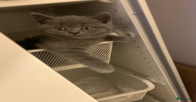 British Shorthair cats British Shorthair Kittens – Sweet Round Faces 🐻💛 - Advert 7