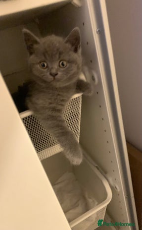 British Shorthair cats - Advert 1