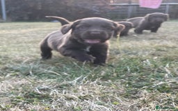 Mixed Breed dogs for sale: Sprockador puppies for sale  - Image 9
