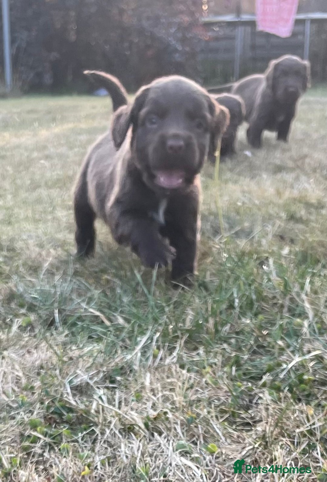Mixed Breed dogs for sale: Sprockador puppies for sale  - Image 9