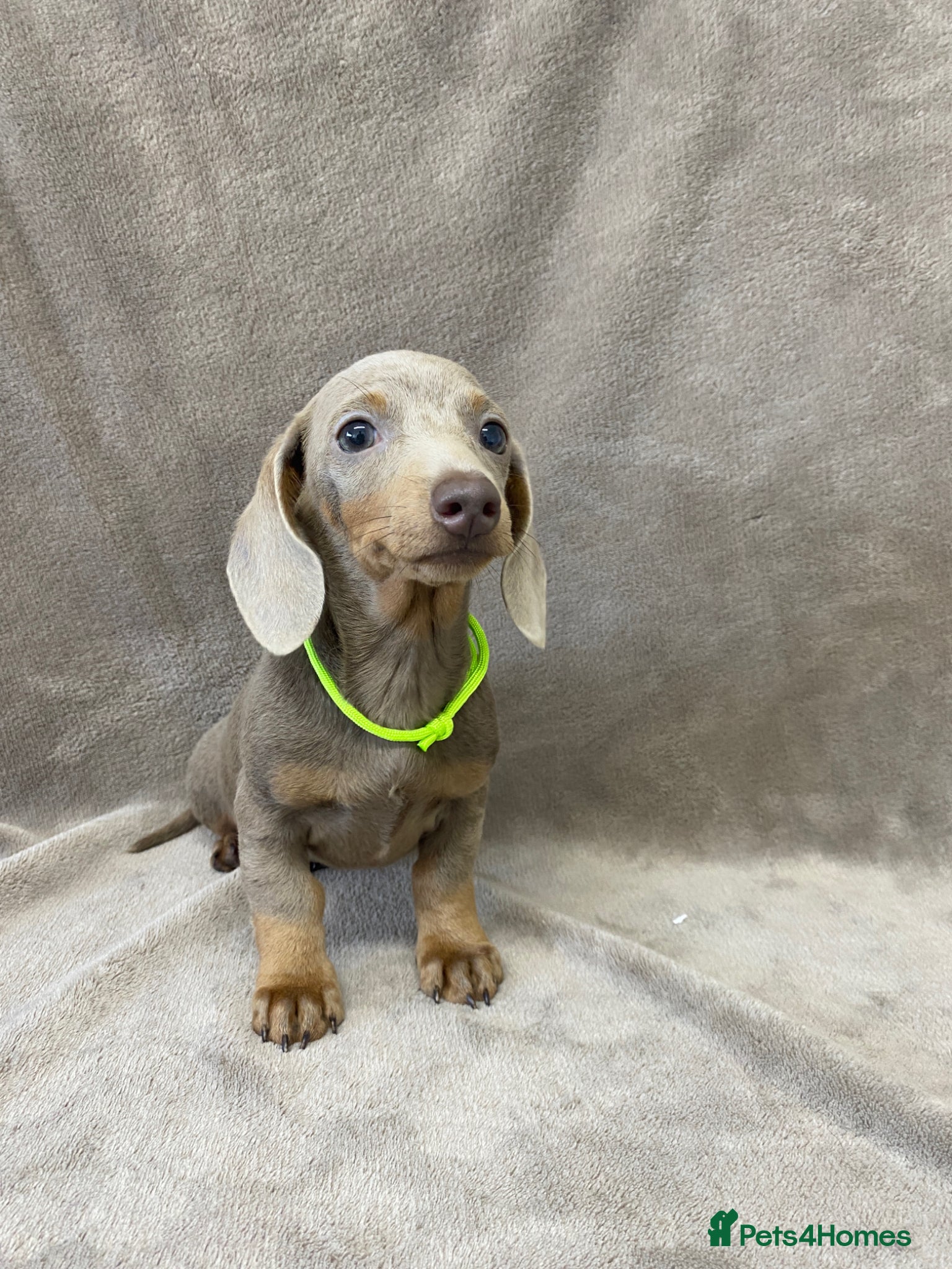 Miniature Dachshund dogs 5⭐️Licensed breeder. Tiny miniature dachshunds - Advert 4