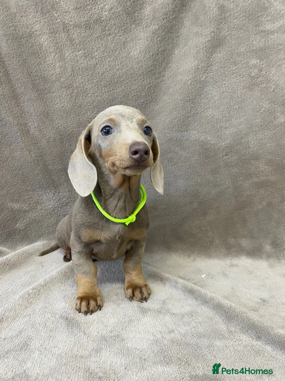 Miniature Dachshund dogs for sale: 5⭐️Licensed breeder. Tiny miniature dachshunds - Advert 1