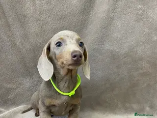Miniature Dachshund dogs 5⭐️Licensed breeder. Tiny miniature dachshunds - Advert 4