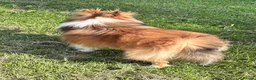 Shetland Sheepdog dogs for stud: Two amazing Shetland sheepdogs available for stud  - Advert 11