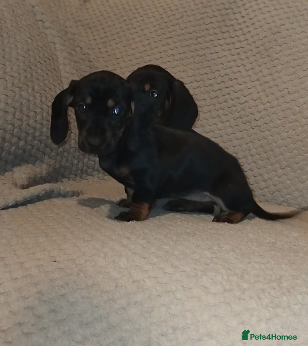 Dachshund dogs for sale: Dachshund puppies - Advert 7