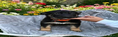 German Shepherd 5