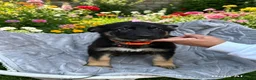 German Shepherd dogs for sale: lovely GSD puppies  - Advert 7