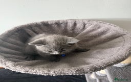 British Shorthair cats for sale: 8 week old British shorthair  - Image 8