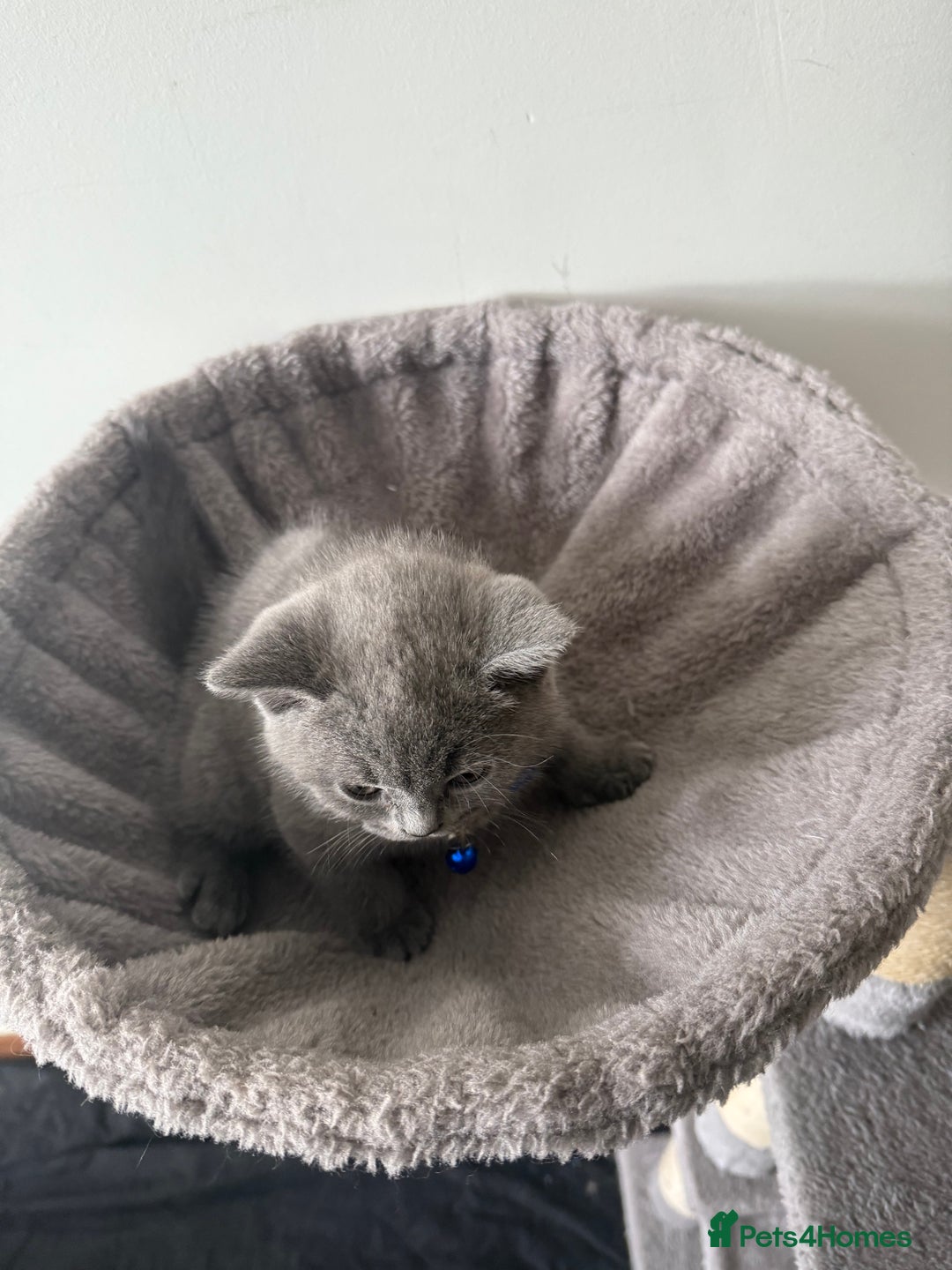 British Shorthair cats for sale: 8 week old British shorthair  - Image 8