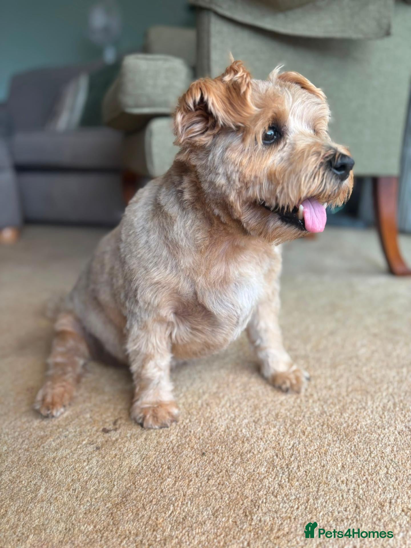 Norfolk Terrier dogs KC - Norfolk Terrier for Adoption - Advert 1