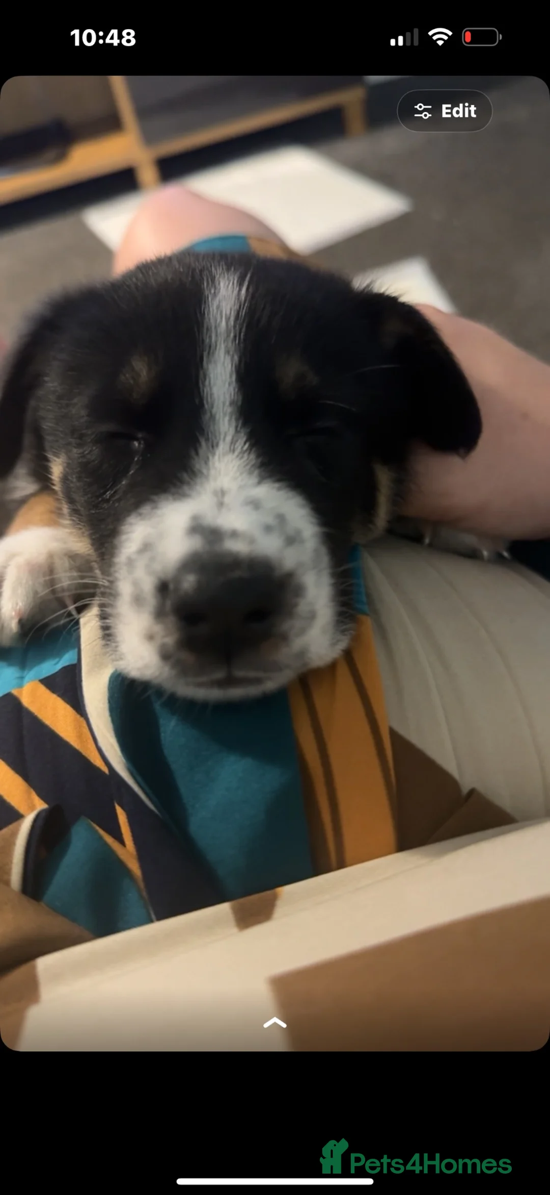 Mixed Breed dogs for sale: My beautiful puppy Reggie  - Advert 6