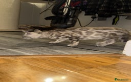 Bengal cats for sale: Male Snow bengal - Image 5