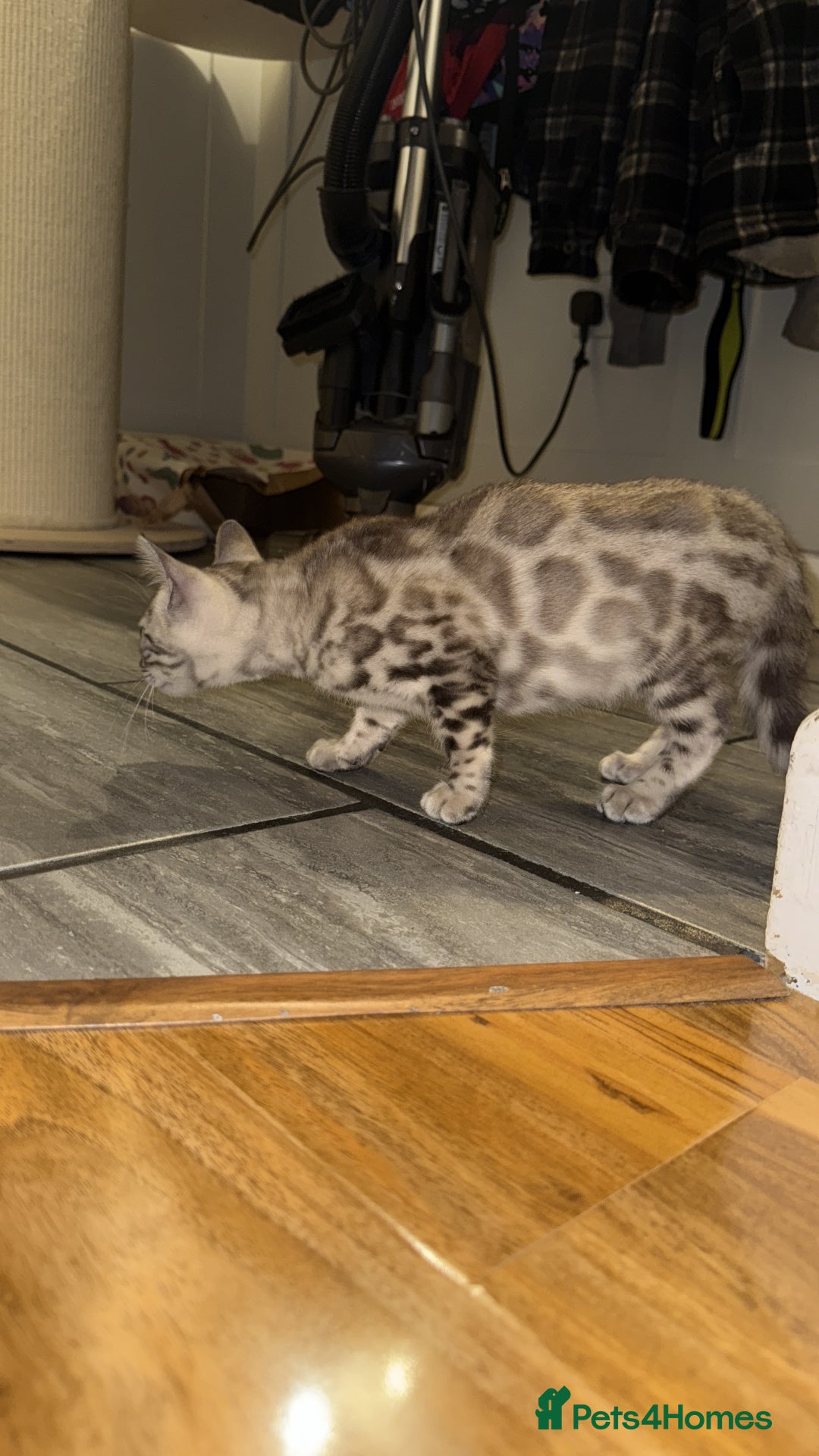 Bengal cats for sale: Male Snow bengal - Image 5