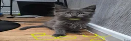 Maine Coon cats for sale: Beautiful white Maine coon kittens  - Advert 3