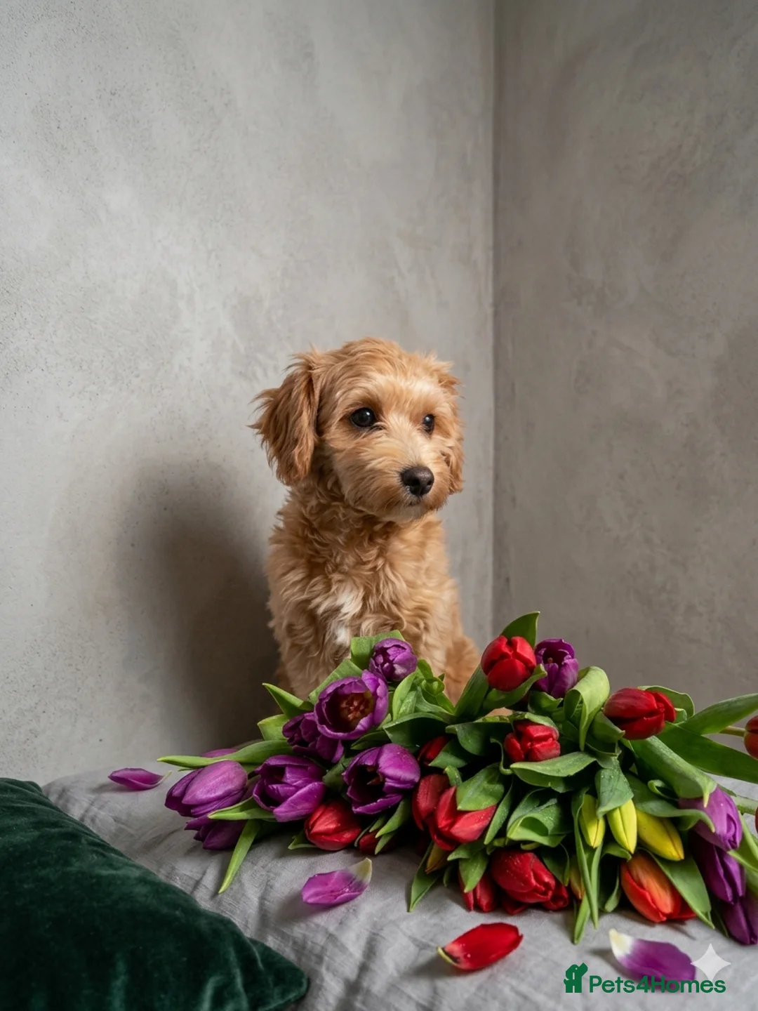 Maltipoo dogs for sale: 🐶 CUTE AND LOVING MALTIPOO WAITING FOR YOU🌞 - Advert 7