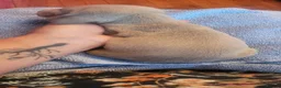Miniature Dachshund dogs for sale: Miniature Dachshunds unusual colour ready 2nd Sept - Advert 25