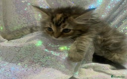 Ragdoll cats for sale: Ragdoll X  - Image 17