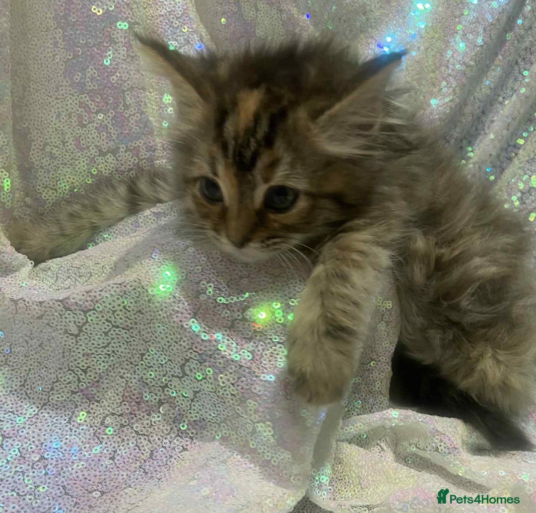 Ragdoll cats for sale: Ragdoll X  - Image 17