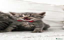 British Shorthair cats for sale: ♥️ GCCF British Shorthair Kittens ♥️ - Image 2