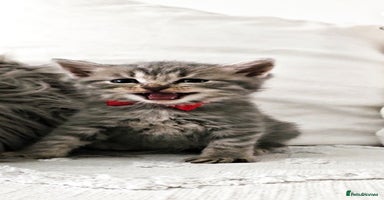 British Shorthair cats - Advert 4