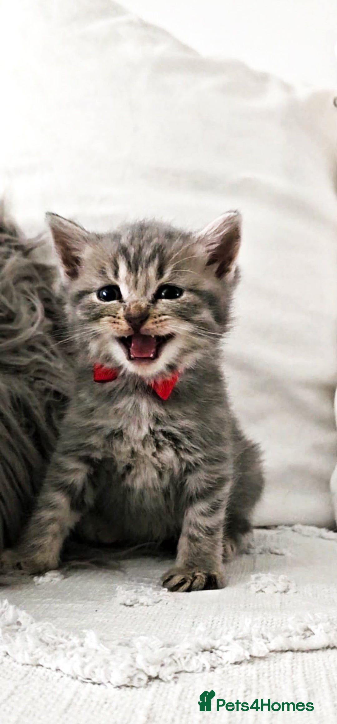 British Shorthair cats for sale: ♥️ GCCF British Shorthair Kittens ♥️ - Image 2